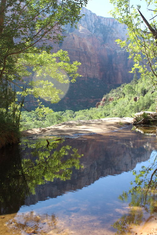 wanderinggardeners: Zion National Park