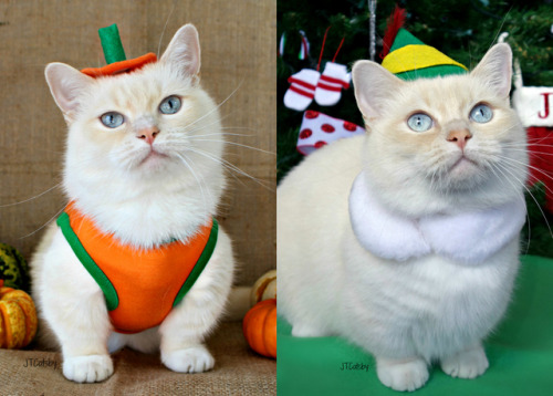 OCTOBER 31st VS NOVEMBER 1st #JTCatsby ❤