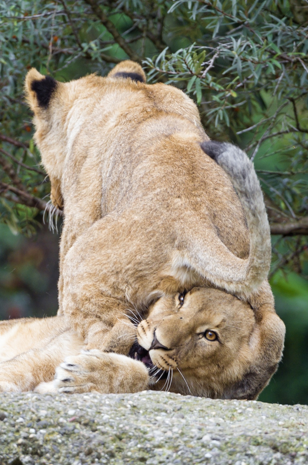 lmmortalgod:  Fighting cubs! by Tambako The Jaguar