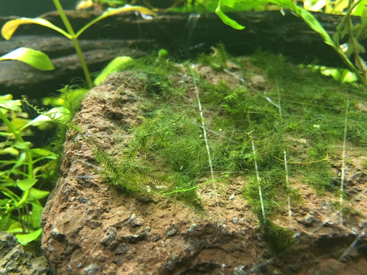 水草のある生活 これってアオミドロ ピンセットで摘むしかないのかな 木酢液は使えないよね