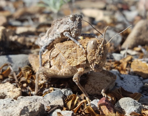 onenicebugperday:deadmothh: fantasticwolfpenguin:onenicebugperday:Robust toad lubber (grasshopper), 