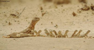 wild-west-wind:  ftcreature:  Children, this is dirt.   dirt?dirt?  dirt?dirt? dirt?dirt? dirt?  dirt?    dirt? dirt?    dirt?    A geology field trip 