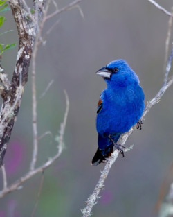 wapiti3:  Blue grosbeak (Passerina caerulea, formerly Guiraca caerulea), is a medium-sized seed-eating bird in the same family as the northern cardinals “tropical” or New World buntings, and “cardinal-grosbeaks” or New World grosbeaks. on Flickr.