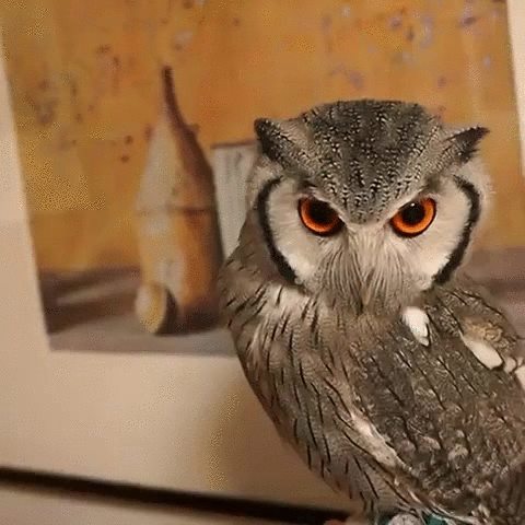 putyouinabettermood: Owl must always be diligent…okay, not always… via ift.tt/1
