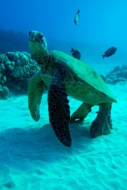 marinescience03:  Sea Turtle