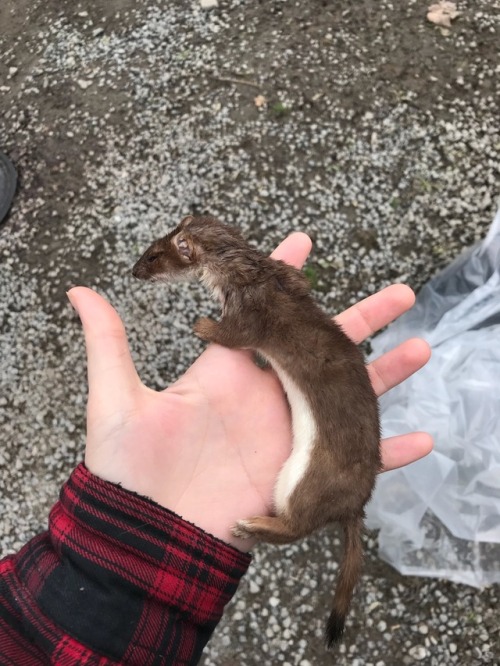 marissastaxidermy: A friend gave us this short tailed weasel that his cat killed. Outdoor cats, and 