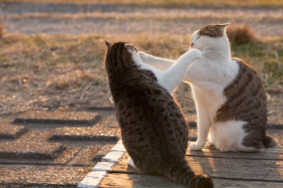 “Here, let me wipe off that dirt over your face.”
Photo by ©Seiji Mamiya