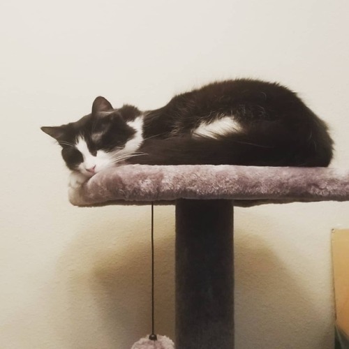 truly-de-vine: truly-de-vine: This was the first time I saw her lay or sleep on her cat tree and I a