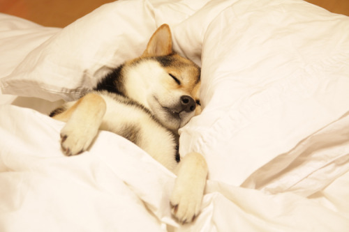 littlerenny: ladidaboo: phtocrdt_ shiba inu SO CUTE OMG 