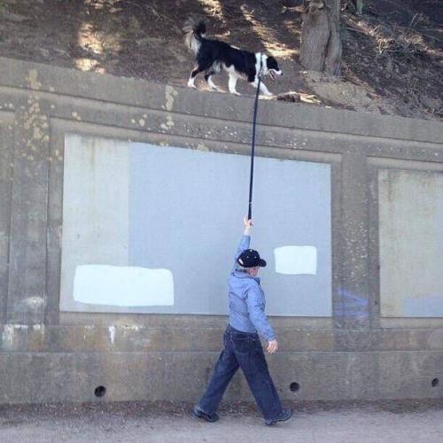 picsthatmakeyougohmm:hmmmThis is normal. Border collies are just that extra.