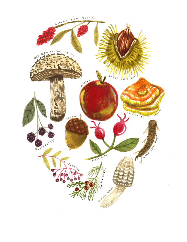 Foraging finds in the fall: autumn olive, sweet chestnuts, chicken of the woods, dandelion root, and plenty more. What edible...