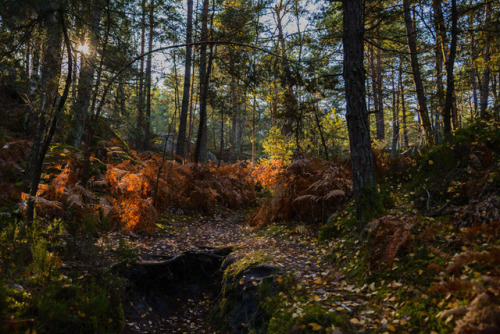 Forêt de Fontainebleau, secteur Franchard