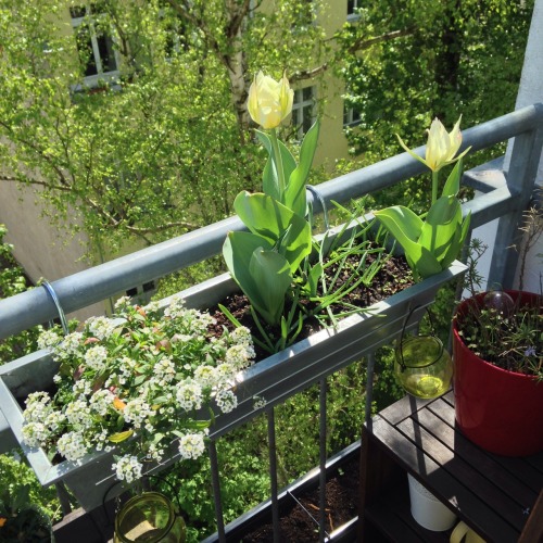 7ap: my terrace/room are so dreamy atm. everything is beautiful and in bloom