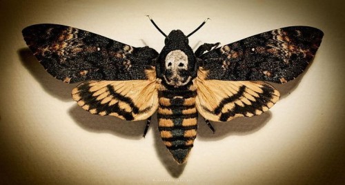 Hello. This Is Deathmoth-blog And This Is My New Blog For Sea Life And Nature. I Will Post Sea Life And
