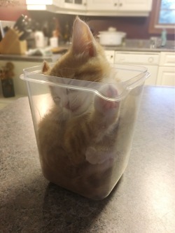 awwww-cute:My kitten fell asleep in a container