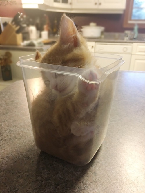 Porn photo awwww-cute:My kitten fell asleep in a container