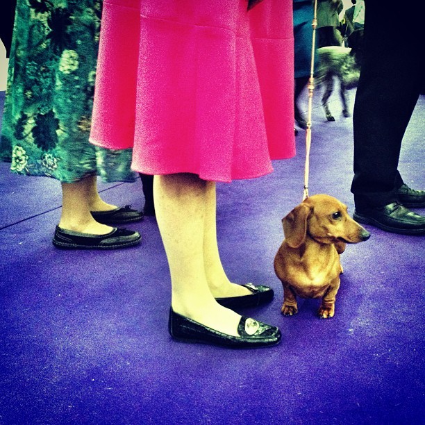 Scarlett the weenie dog (Westminster Dog Show NYC)
