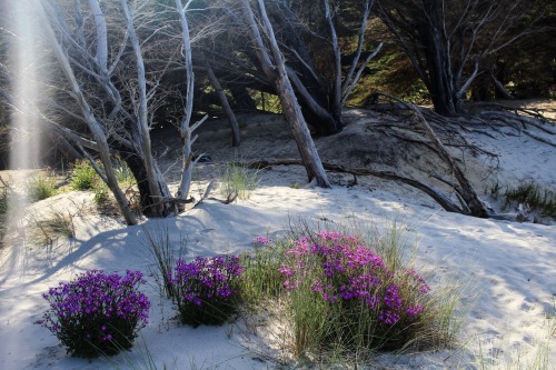 Te Arai Beach, about an hour north of Auckland, NZ. White sands and pine forests surrounded by typic