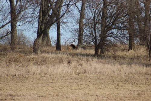 Midewin National Tallgrass Prairie, Wilmington, ILNot seen today, bison roaming the remaining small 