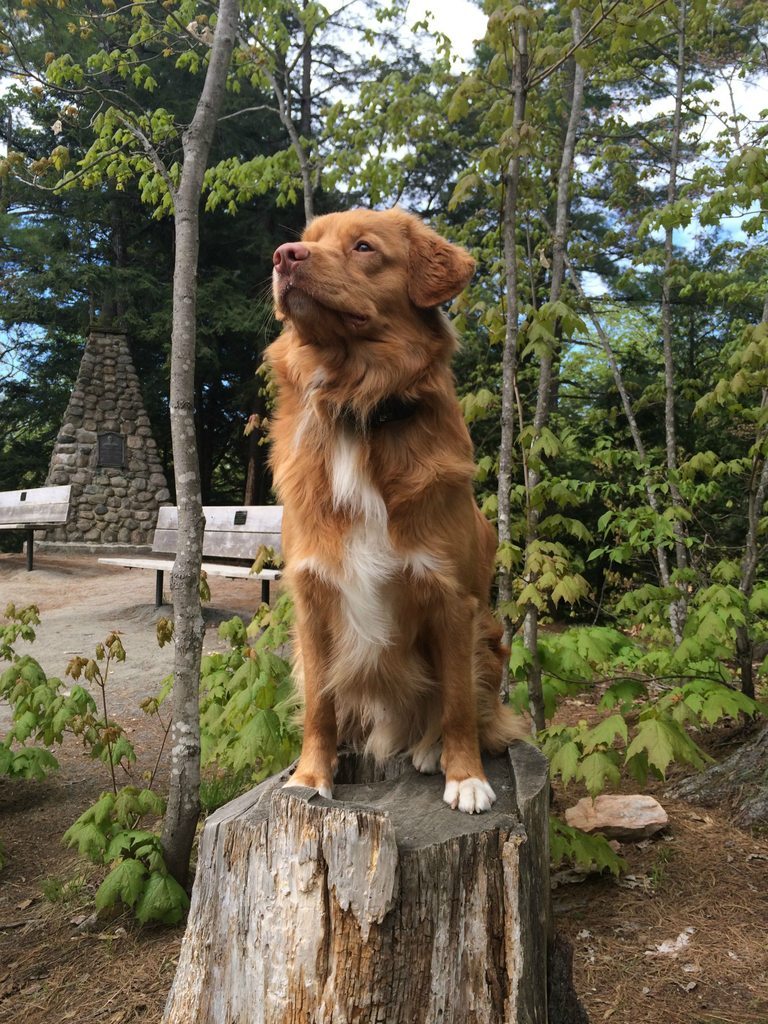 cute-overload:  Looking pretty damn majestic in the woods…http://cute-overload.tumblr.com