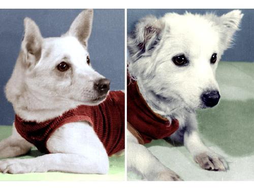 enrique262:Pchyolka (Пчёлка, “Little Bee”) and Mushka (Мушка, “Little Fly”), were the fourth and fif