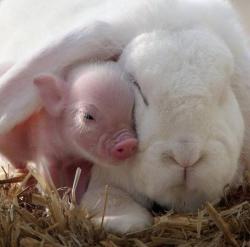 thebabyanimals:  this baby animal blog will make you smile!