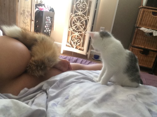 Good kitty