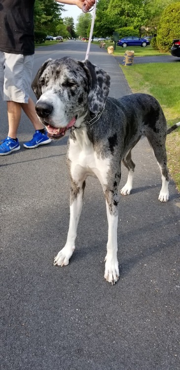 Fiona, one of my neighborhood buddies I see on my walks.