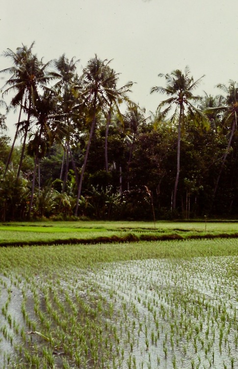 Rice Padi and Palm Trees (padi padi dan pohon palem), Bali, Indonesia, 1977.