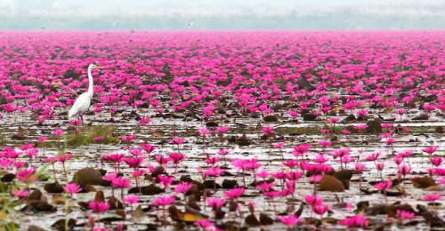 Red Lotus Sea in Udon Thani, Thailand