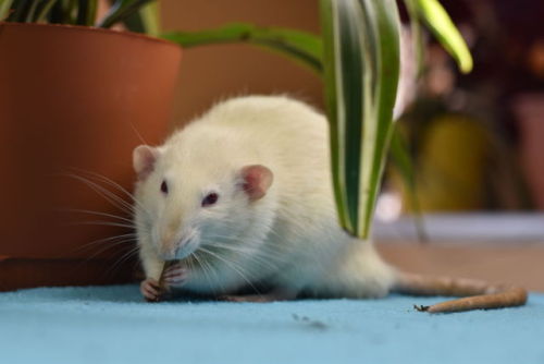 Ratties enjoy digging and playing in dirt! (Always make sure the plants are non-toxic for them 