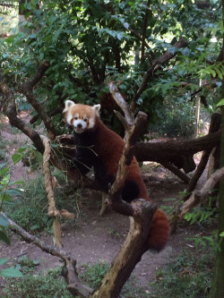 susancutie:  A red panda posing for me at the central park zoo in nyc!
