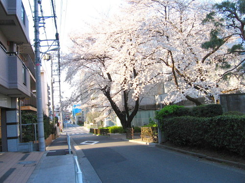 minuga-hana:cherry blossoms by sekihan