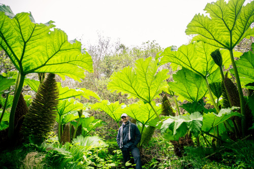 Whoa, looks like Gunnera, possibly Gunnera manicata. 