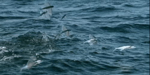 A school of flying fishes..