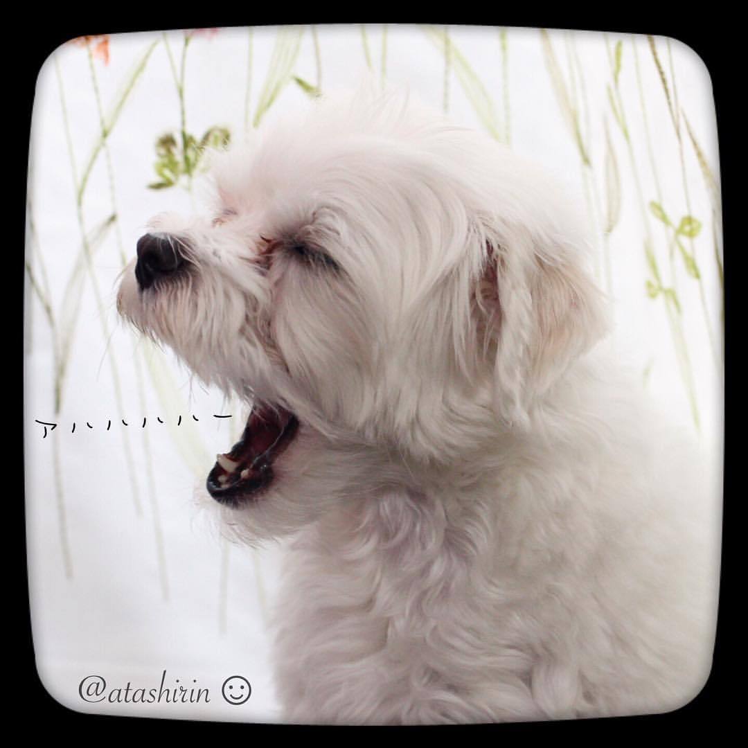 笑うマルチーズざらめ。
・
・
・
#maltese #malteseclub #malteselife #malteseworld #pecon #pelotto #cameralife #doglife #笑い #スタペグラム #スタペ応募_stp47 #いぬのきもち #ilovemypet #ilovemypets #inulog #🐶