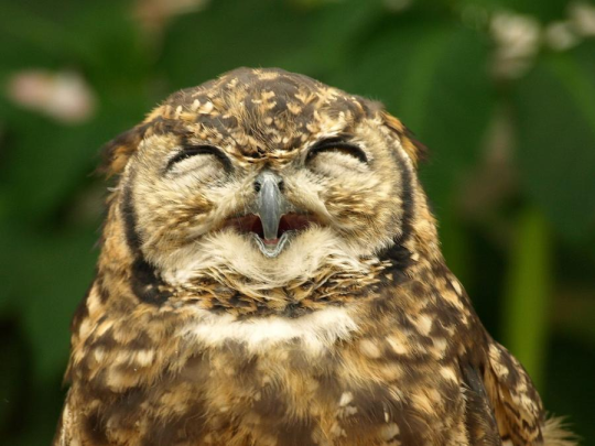pychopath: frizzbutt:  owls are some of the most expressive birds like they are living cartoons. i love them  @dubydoods 