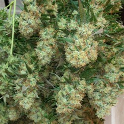 lighthouseorganicsmt:  Lighthouse Organics’ beautiful grow! Now accepting new Montanan patients~