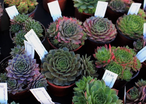 pastelpotion:I wanted to buy all these babies cause they’re just so cute!