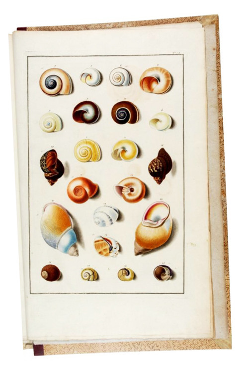 Shells in the imperial collection in Vienna, “Testacea Musei Caesarei Vindobonensis”,1780. Engraved 