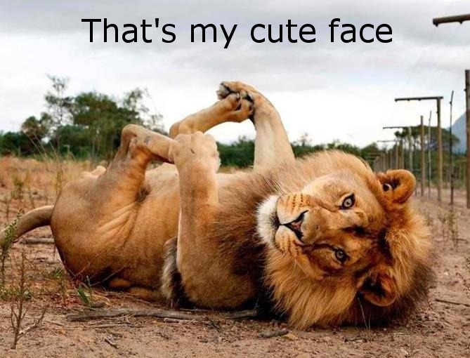 hugomiguelzb:  That’s my cute face 