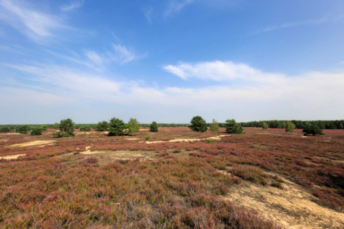 The heath in bloom under a big, big sky