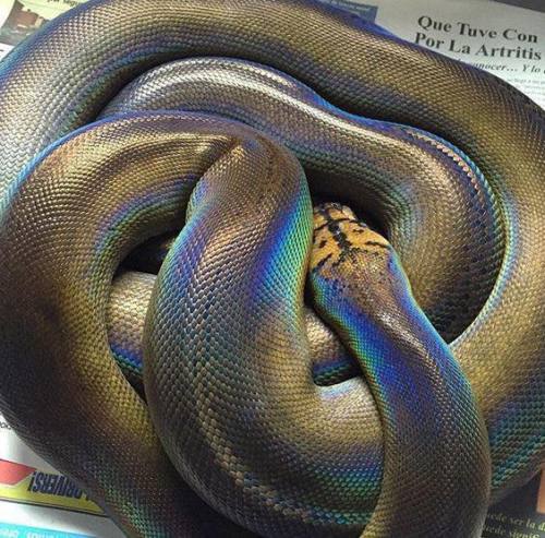 coolthingoftheday:  Motley reticulated python.