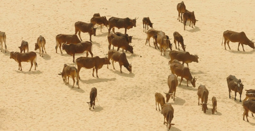 timbuktu (2014) - Director: Abderrahmane Sissako- Cinematographer: Sofian El Fani ”where is forgiven