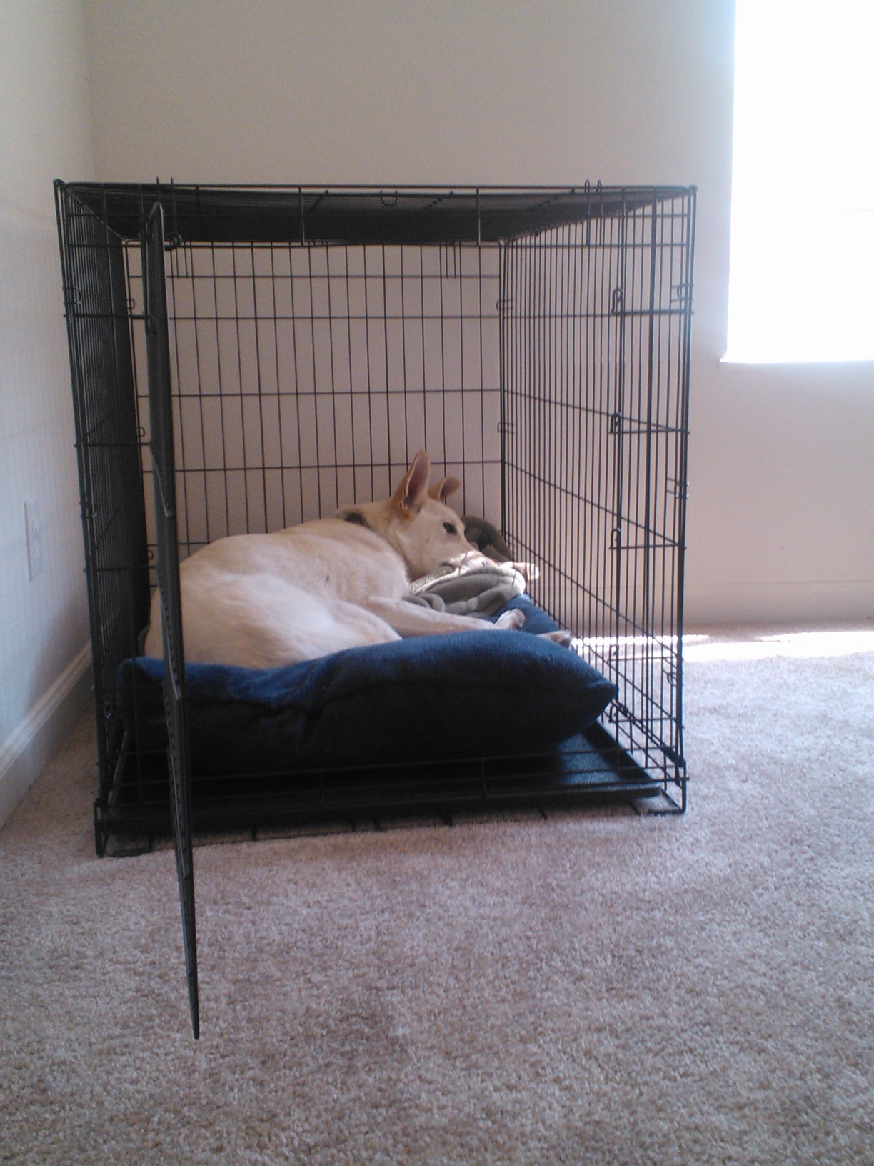 Juvia seems to really take to her crate. After last night, I didn&rsquo;t know