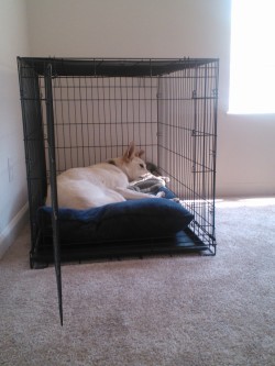 Juvia seems to really take to her crate.