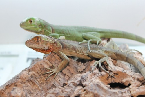 Green & Red Iguanas at 888 Reptiles