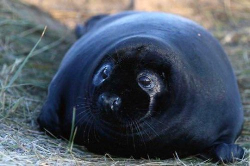 NEW DAY NEW SEAL