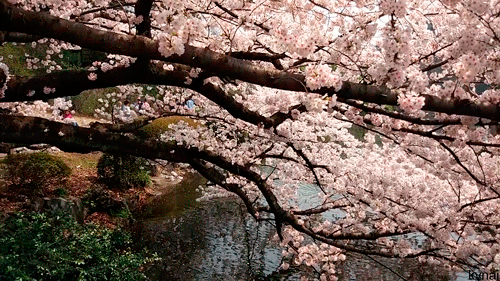 kvnai: Shinjuku Gyoen National Garden. Tokyo, Japan. 