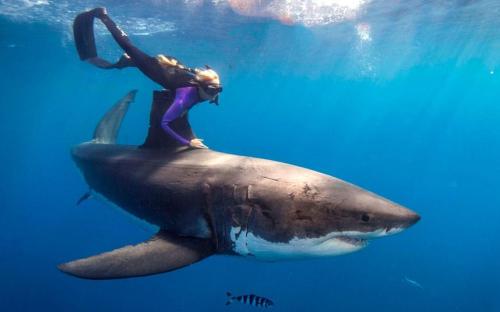 sharkhugger:  “Yes, ma’am, that’s 3.50 base charge and then .50c per quarter mile or 5 minutes idle.”It was then that Ocean Ramsey realized she had left her credit card in her other wetsuit.  Perfect